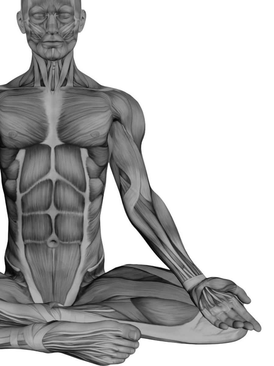 Anatomical graphic of a person in lotus posture, representing Yoga Anatomy On Demand Training course